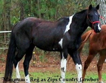 Magnum -  Reg as Zips Country Cowboy